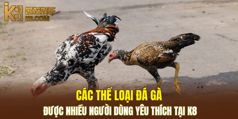 Đá Gà K8 6 Các thể loại đá gà được nhiều người dùng yêu thích tại K8