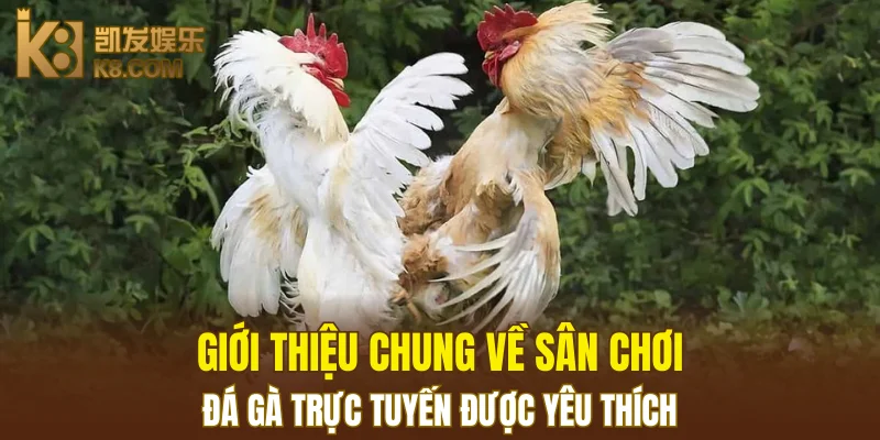 Nổ Hũ Đổi Thưởng K8 - Cơ Hội Thắng Jackpot Khổng Lồ 5 Giới thiệu chung về sân chơi đá gà trực tuyến được yêu thích