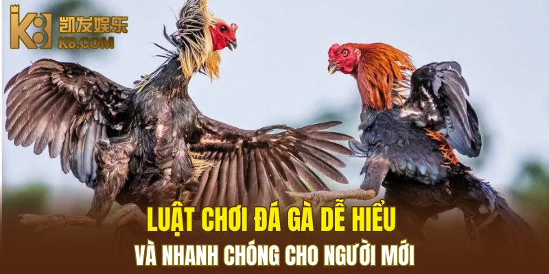 Luật chơi đá gà dễ hiểu và nhanh chóng cho người mới
