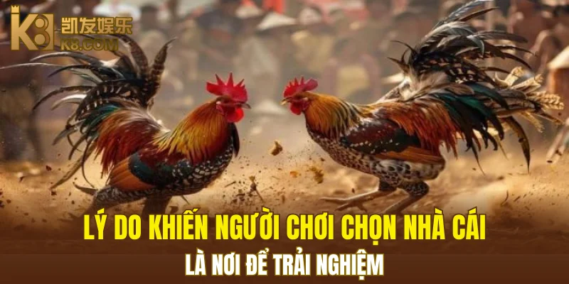 Nổ Hũ Đổi Thưởng K8 - Cơ Hội Thắng Jackpot Khổng Lồ 7 Lý do khiến người chơi chọn nhà cái là nơi để trải nghiệm