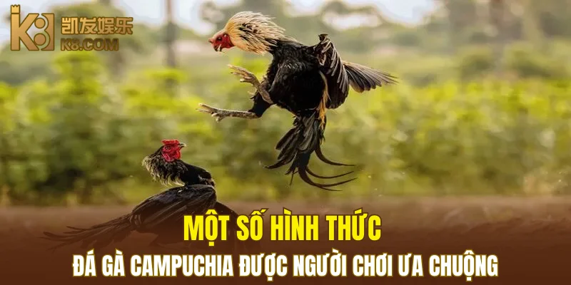 Một số hình thức đá gà Campuchia phổ biến được người chơi ưa chuộng
