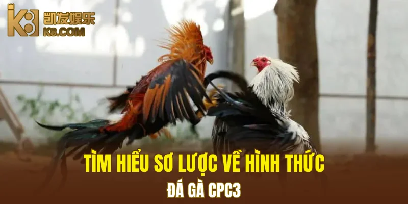 Nổ Hũ Đổi Thưởng K8 - Cơ Hội Thắng Jackpot Khổng Lồ 5 Tìm hiểu sơ lược về hình thức đá gà CPC3