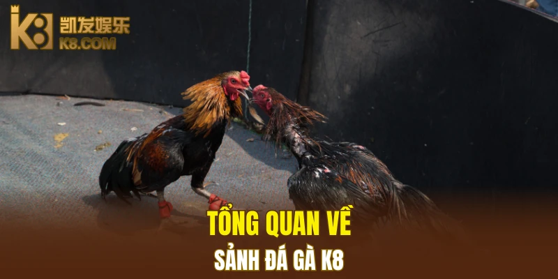 Đá Gà K8 4 Tổng quan về sảnh đá gà K8