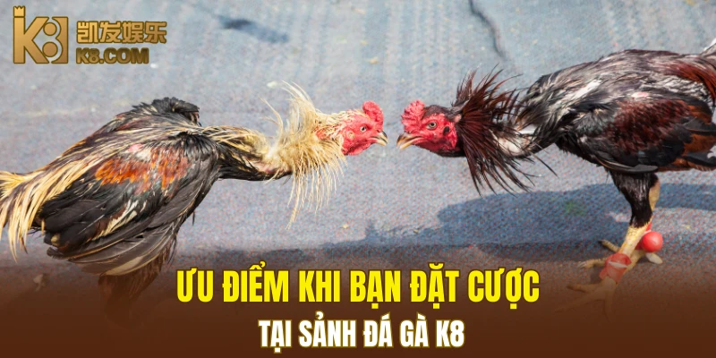 Đá Gà K8 5 Ưu điểm khi bạn đặt cược tại sảnh đá gà K8